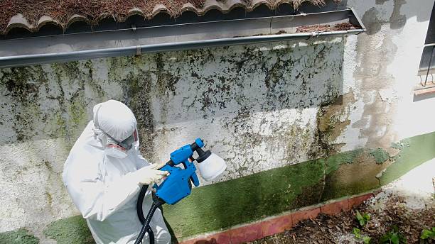 Top rated local Mold Remediation specialists in Midland, VA